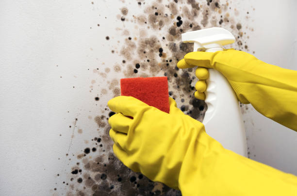 Reliable Morrison, IL Mold Removal Solutions